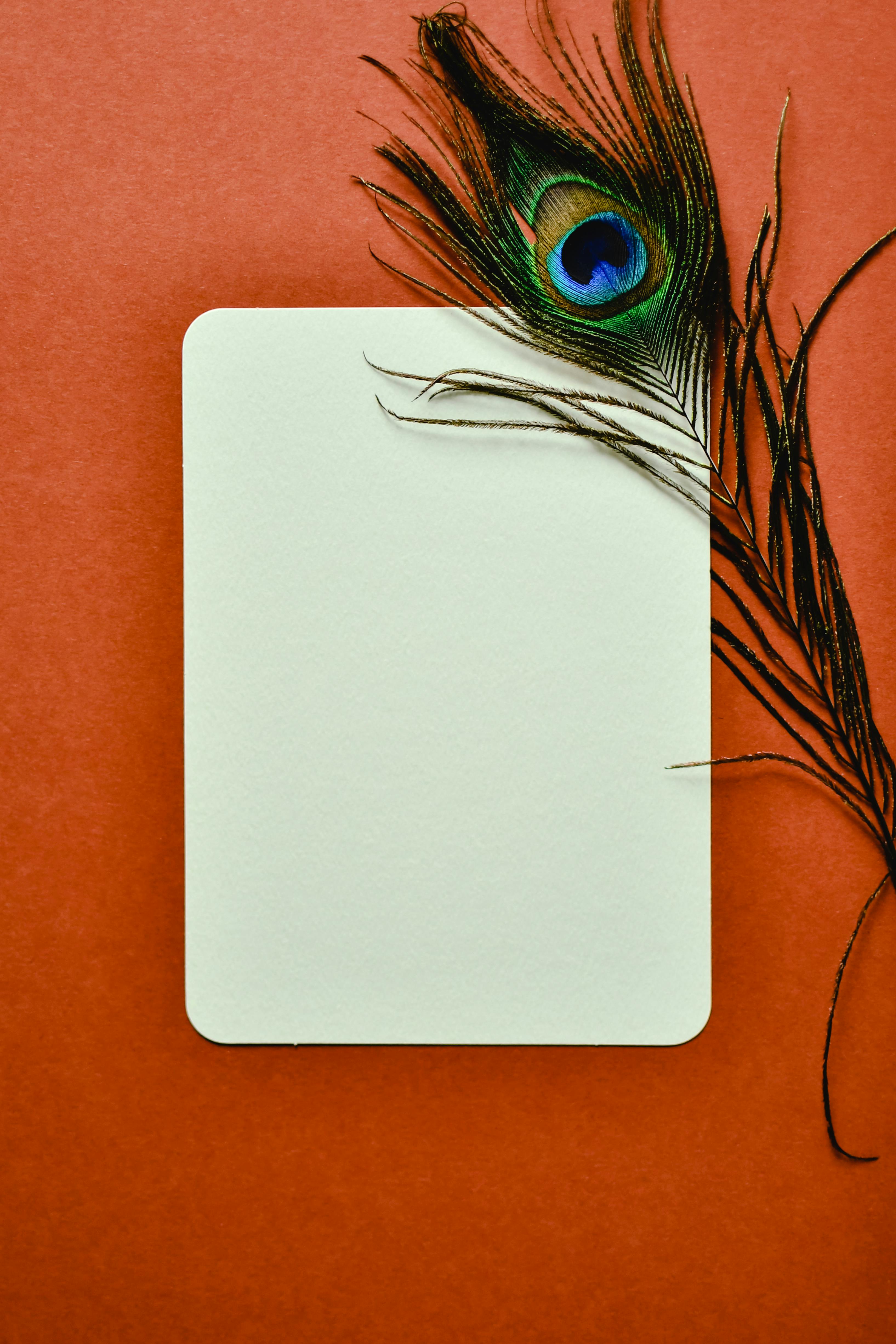 A blank card paired with a vivid peacock feather on a rich orange backdrop, offering ample copyspace for messages.