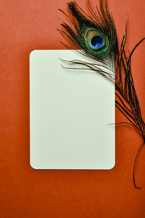 A Peacock Feather and Black Card 