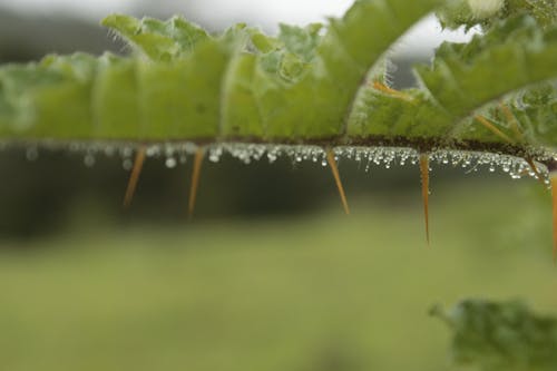 Free stock photo of dewdrop, fog, spine Stock Photo