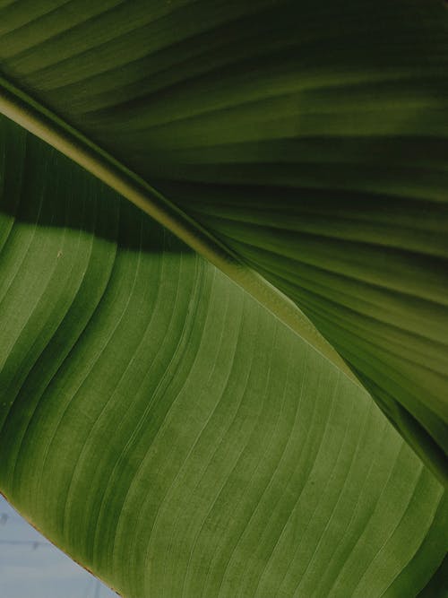Kostnadsfria Kostnadsfri bild av bananblad, grön, närbild Stock foto