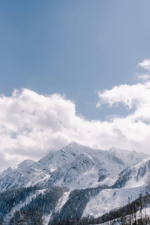 Photos gratuites de altitude, arbres, blanc