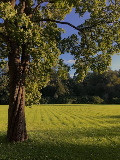 Free A Tree on a Grass Field Stock Photo