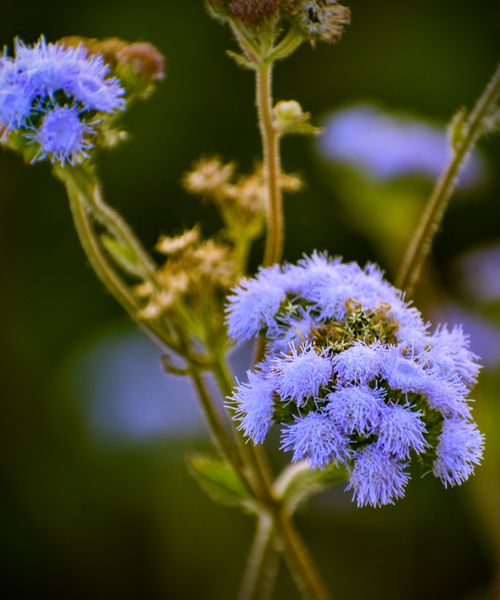 Free Delicate purple floss flower in full bloom, captured with a macro lens highlighting its intricate details. Stock Photo