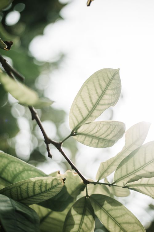 Free Thin branches with lush green leaves of tree growing in forest on summer day against blurred background in wild nature Stock Photo