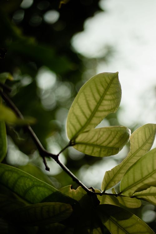 Free Detailed image of green leaves with sunlight filtering through, creating a serene and natural environment. Stock Photo