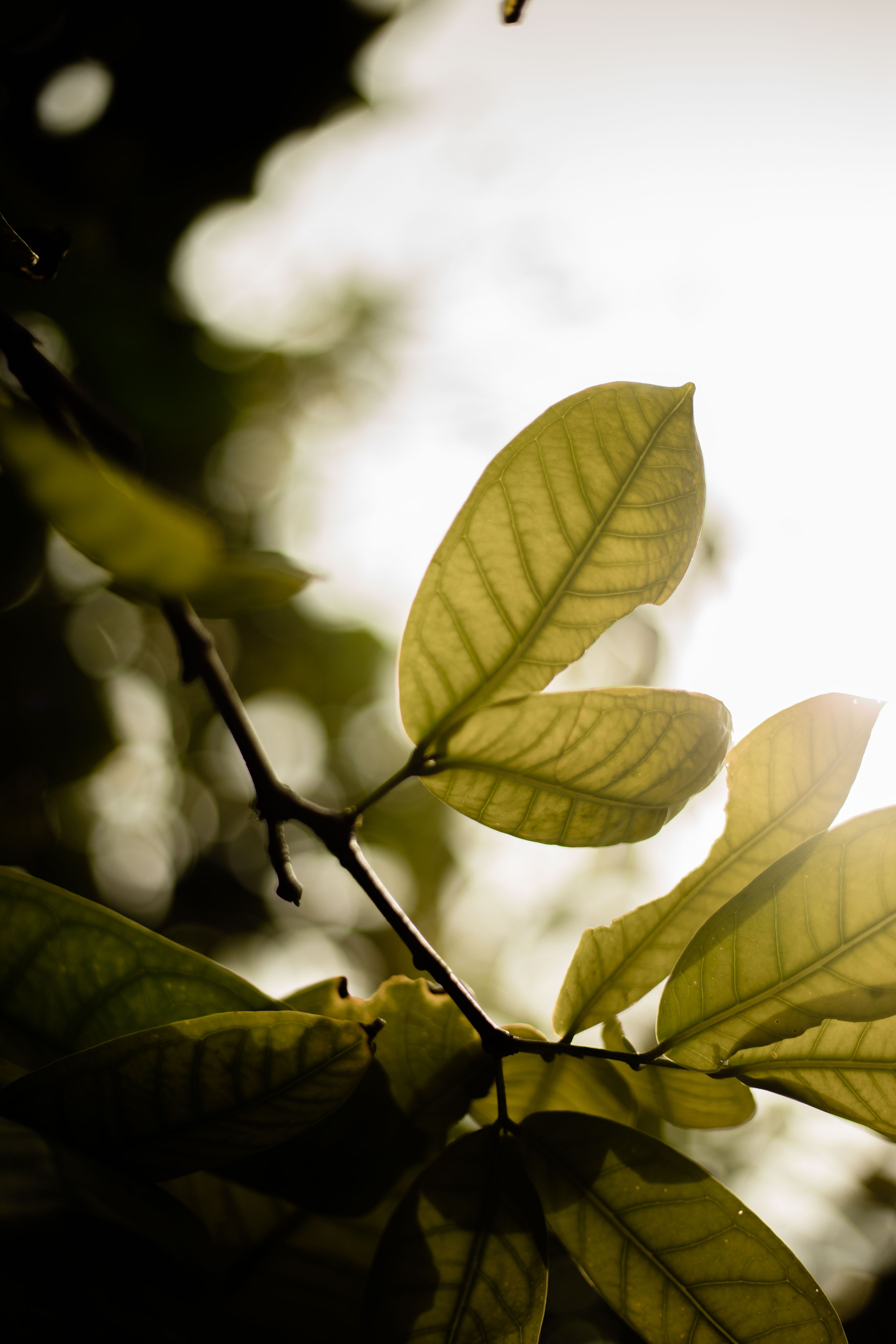 Green Leaf Plant in Close Up Photography · Free Stock Photo