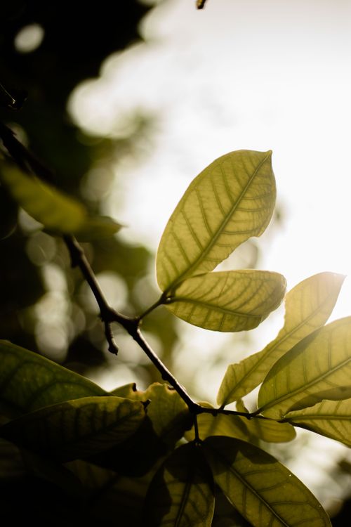 Free Close-up of sunlit green leaves in a tropical environment, creating a serene and natural ambiance. Stock Photo