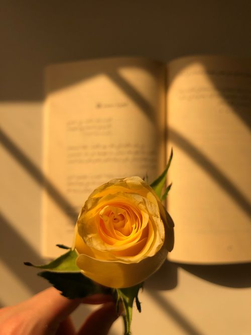 Free A delicate yellow rose held against an open book with soft shadows. Stock Photo