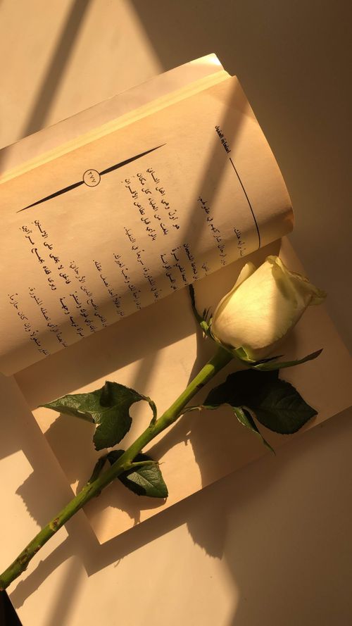 Free A white rose lying on an open poetry book, casting shadows in warm sunlight. Stock Photo