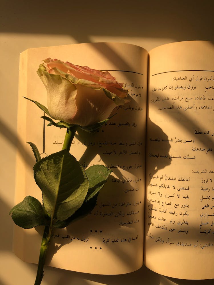 A Rose On An Open Book