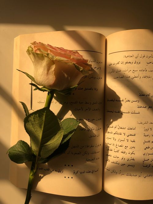 Free A delicate rose lies on an open book with warm sunlight casting shadows over the pages. Stock Photo
