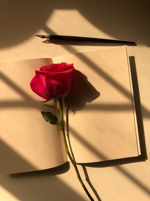 Free A delicate rose on an open notebook with shadows casting a serene ambiance, perfect for relaxation themes. Stock Photo