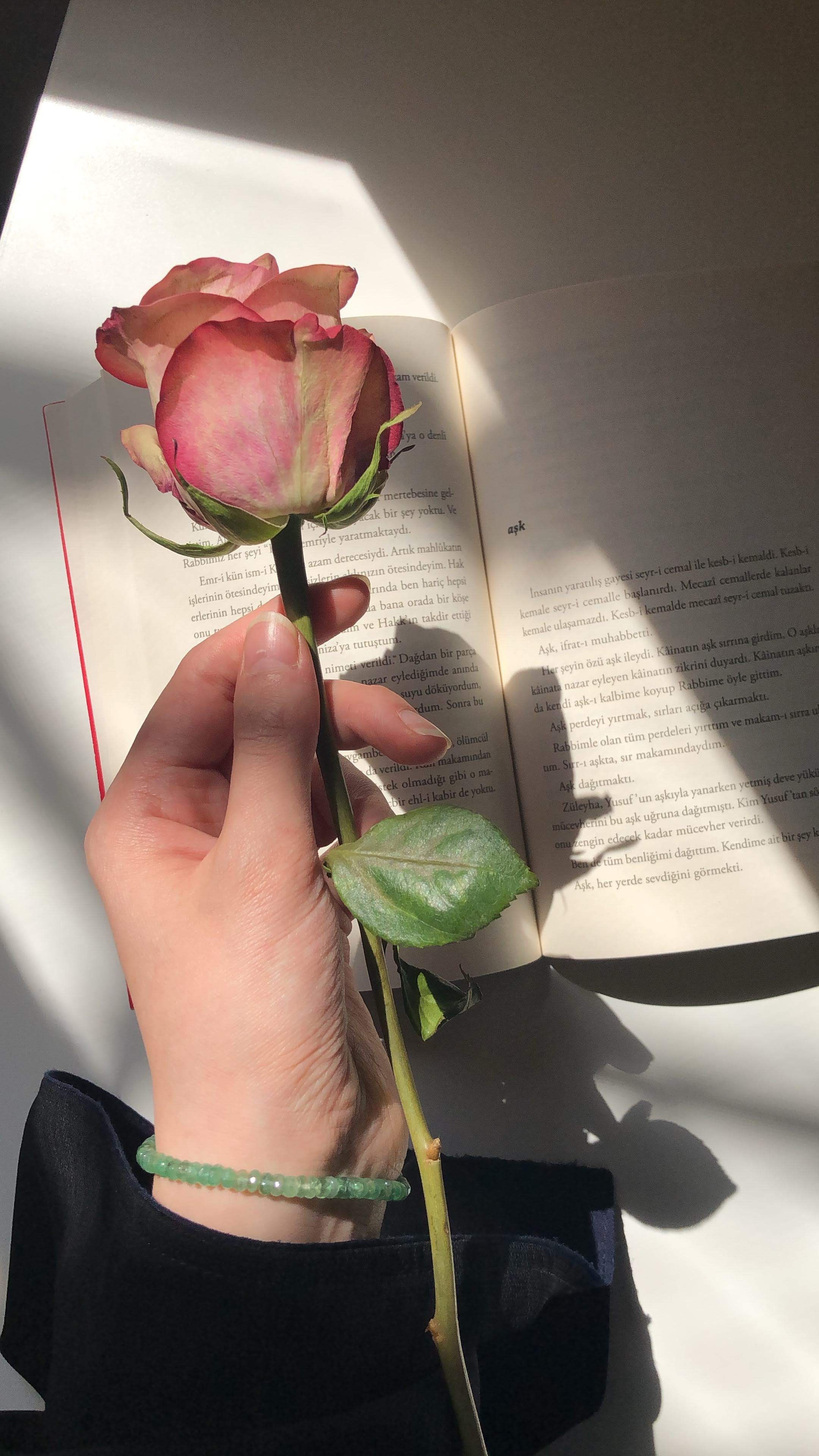 A hand gently holds a pink rose above an open book with shadow play.