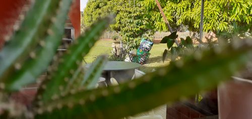 Free stock photo of cactus, green, leafs Stock Photo