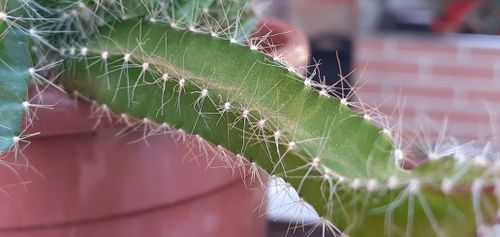Free stock photo of cactus, depressed Stock Photo