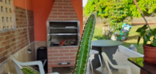 Free stock photo of cactus, grill Stock Photo