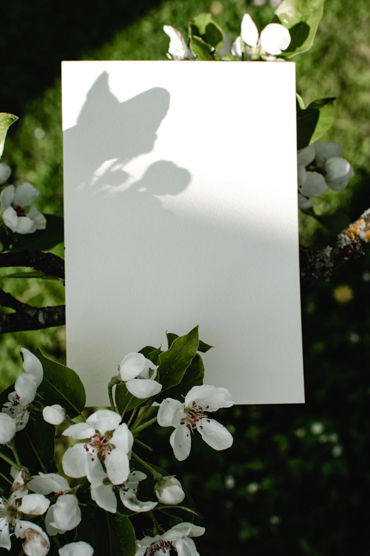 White Blank Paper On Tree Branch With White Flowers