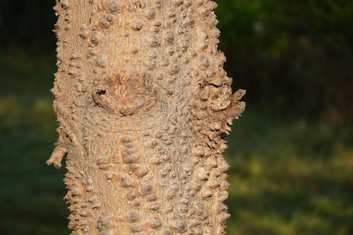 Gratis stockfoto met bomen, boomstam, bruin hout