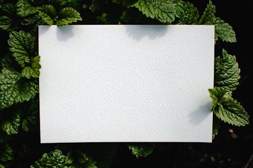 Close-Up Shot of a Plain White Paper