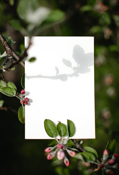 Free Blank Card on a Plant Stock Photo