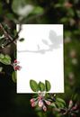 Red and White Flower on Tree Branch