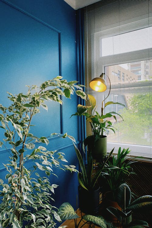 Green Plants in the Room