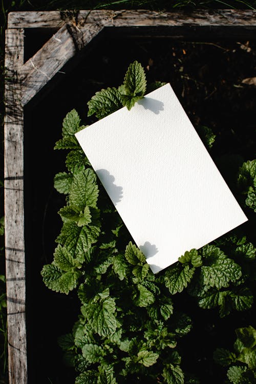 Free White Paper on Top of  Green Leaves Stock Photo