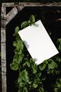 White Paper on Green Leaves