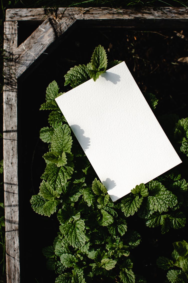 White Paper On Top Of  Green Leaves