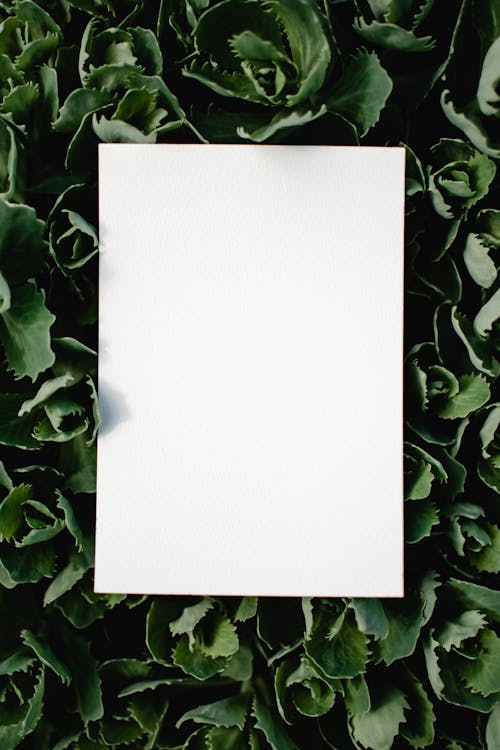 Free White Blank Paper on Green Leaves Stock Photo