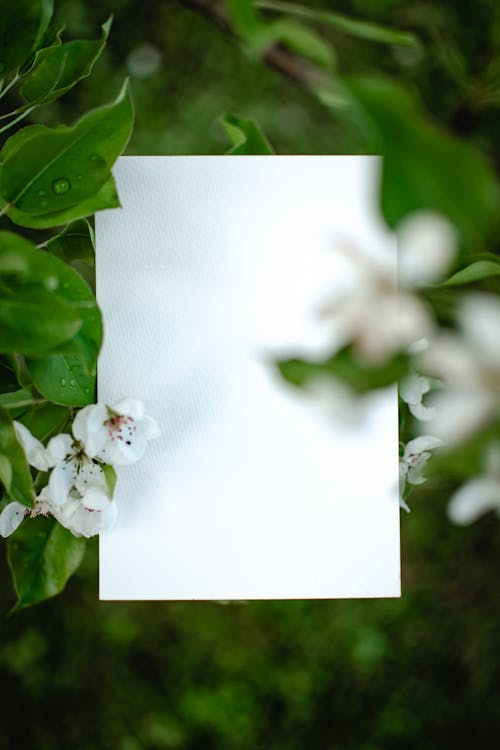 White Blank Paper on Green Leaves