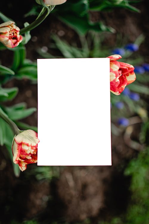 White Blank Paper on Red and Yellow Flowers