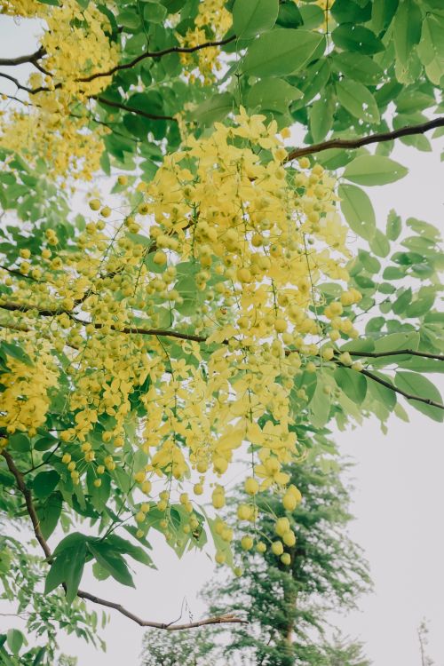 Free Vibrant yellow Cassia fistula blooms with lush green leaves under the spring sky in Vietnam. Stock Photo