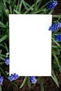 White Specialty Paper on Plant with Blue Flowers