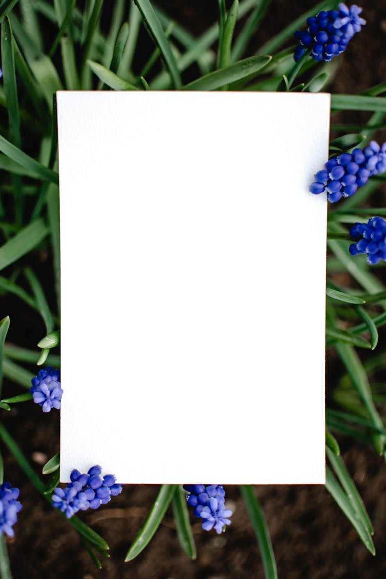 White Specialty Paper On Plant With Blue Flowers