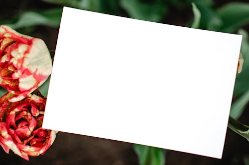 White Blank Paper on Red and White Flower