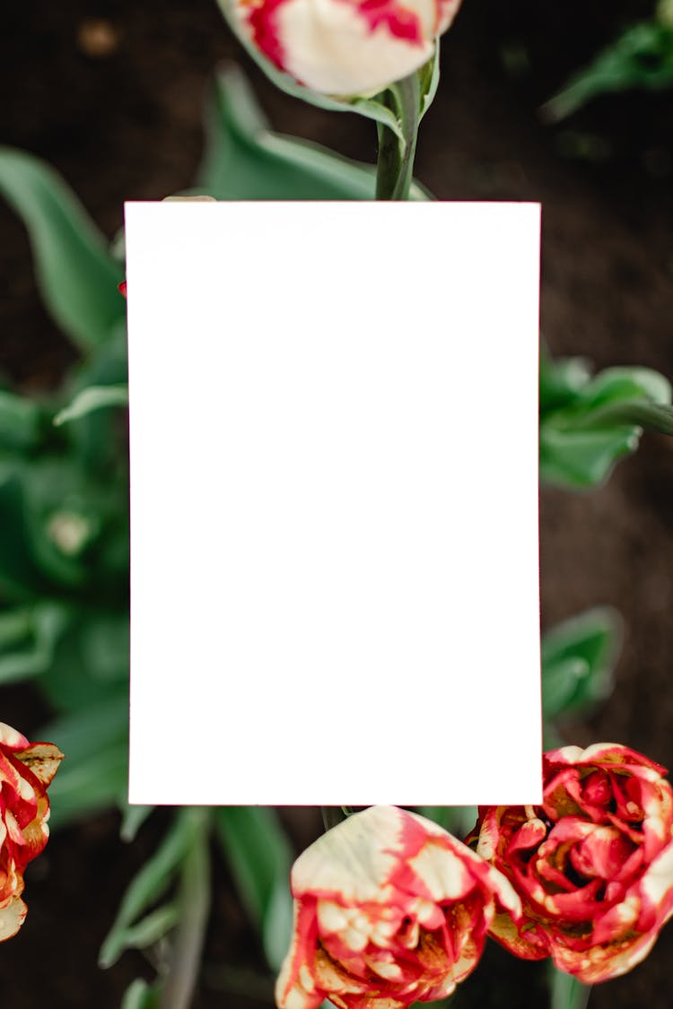 Plain White Paper On Plant With Flowers