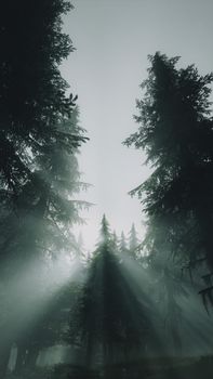Sunbeams penetrate through misty pine trees, creating a serene forest ambiance.