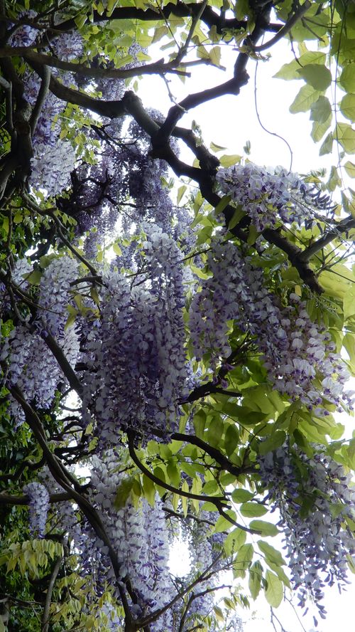 Free stock photo of bloom, blossoms, blue flowers Stock Photo