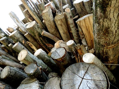 Free stock photo of dead trees, fall trees, holzstapel Stock Photo