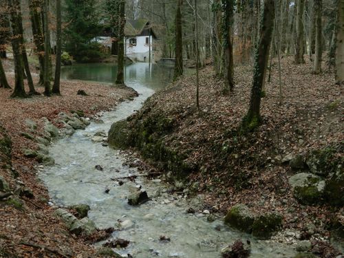 Free stock photo of autumn, autumn forest, brook Stock Photo