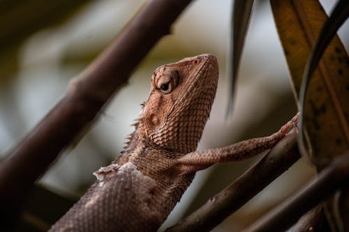 Selective Focus Photograph of a Brown Lizard