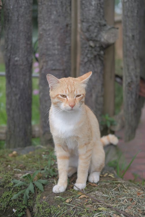 Orange Tabby Cat on the Green Grass Field