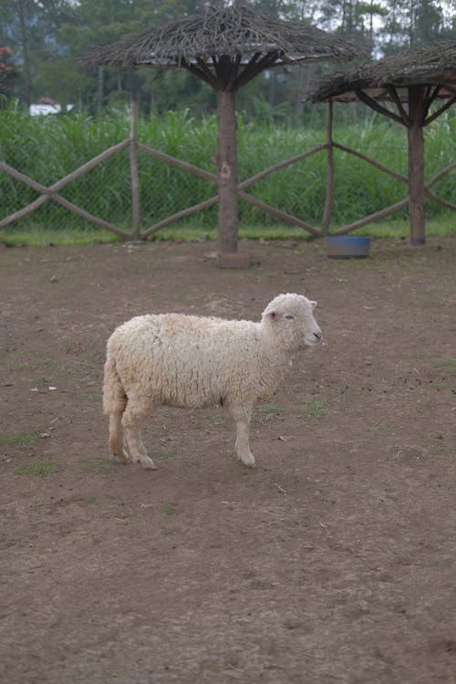 White Sheep Standing on a Soil