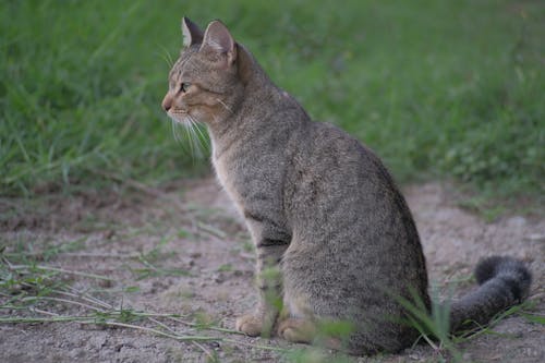 Selective Focus Photo of a Gray Cat Sitting on the Ground