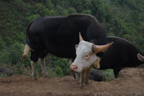 Darmowe zdjęcie z galerii z bydło, byk, krowa