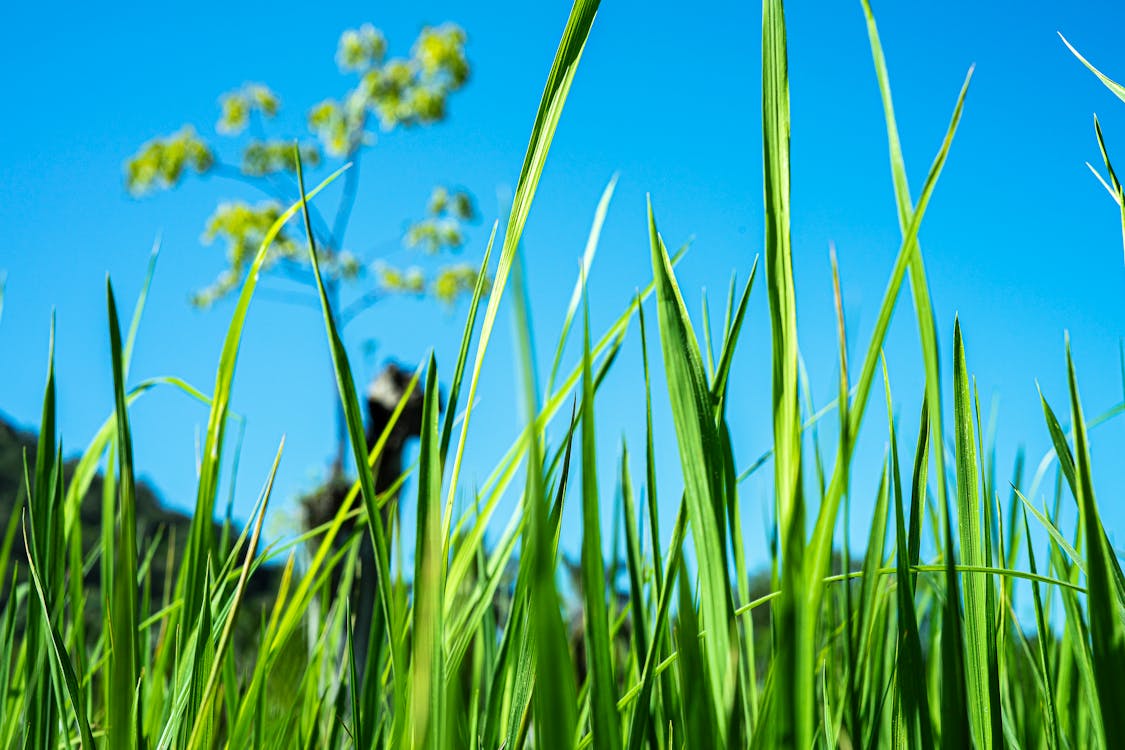 Foto de stock gratuita sobre césped, de cerca, enfoque selectivo, follaje, fondo borroso, fondo de pantalla 4k, fondo de pantalla para mac, fondos para ordenador, hojas, profundidad de campo, vegetación Foto de stock gratuita sobre césped, de cerca, enfoque selectivo, follaje, fondo borroso, fondo de pantalla 4k, fondo de pantalla para mac, fondos para ordenador, hojas, profundidad de campo, vegetación
