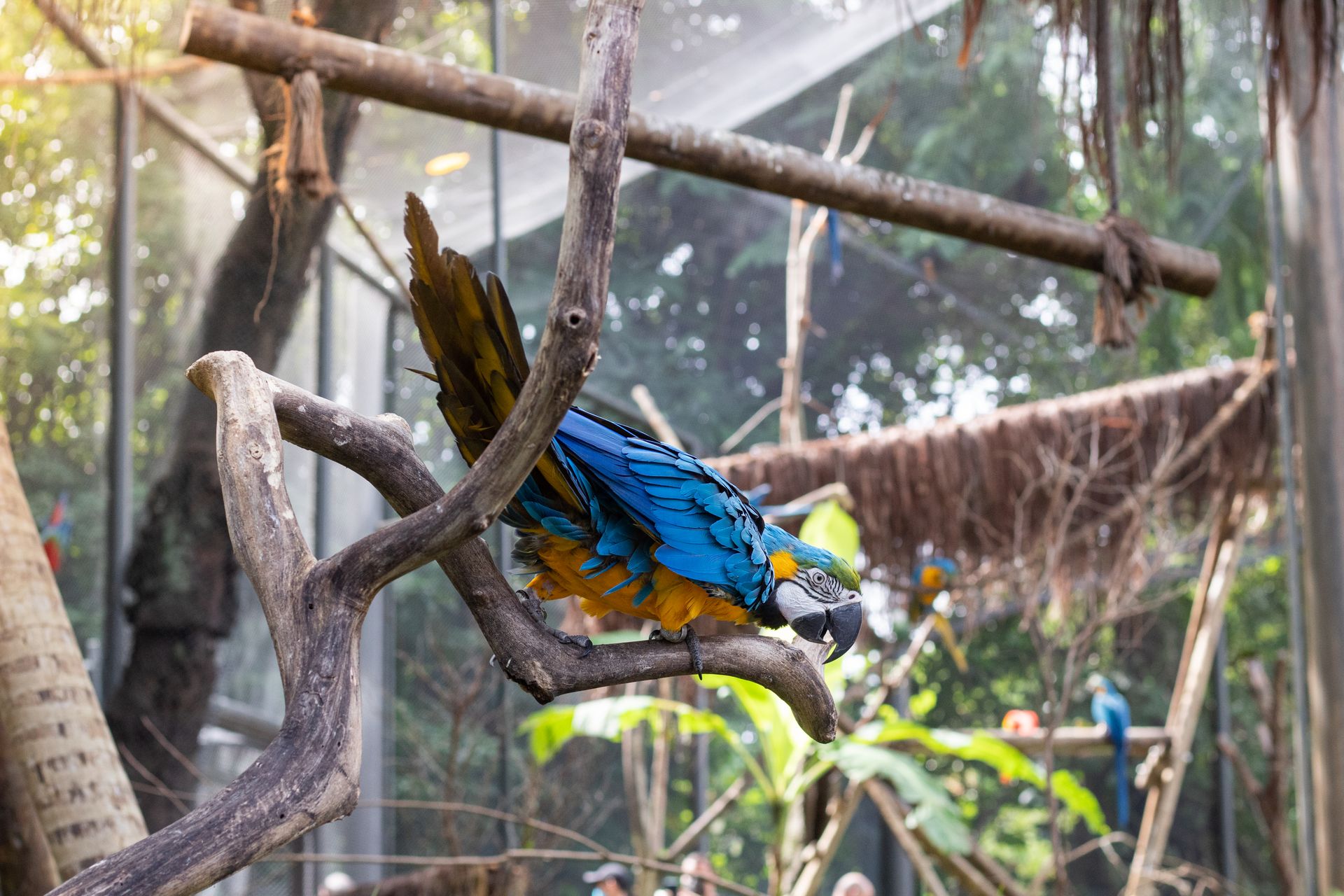 A stunning blue and yellow macaw perched on a branch in a tropical setting.