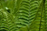 Green Fern Plant in Close Up Photography