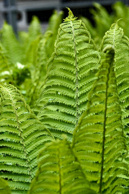Free Close-Up Photo of Plants with Green Fern Leaves Stock Photo